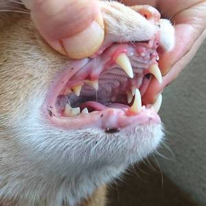 猫の慢性口腔内疾患について