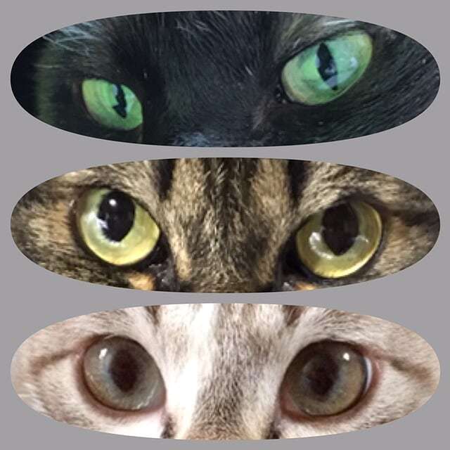 猫の眼の色について 動物の医学 東浦和の動物病院なら 口コミで好評のドルフィンアニマルホスピタル