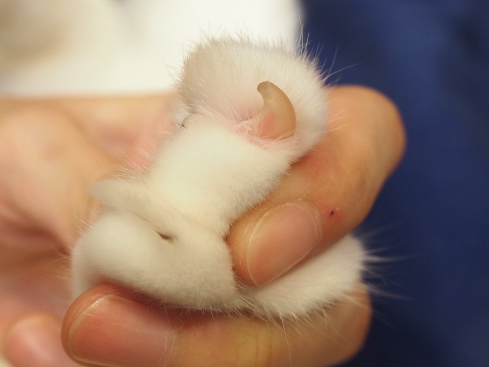 犬の爪と猫の爪 動物の医学 東浦和の動物病院なら 口コミで好評のドルフィンアニマルホスピタル