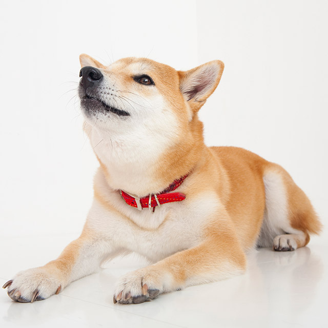柴犬イメージ写真