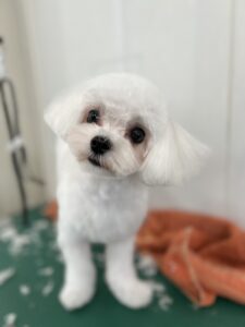 トリミング写真
