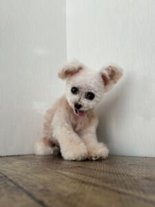 トリミング写真