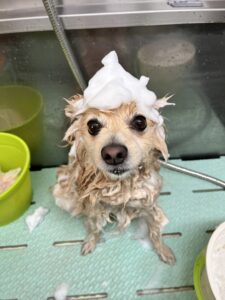 トリミング写真