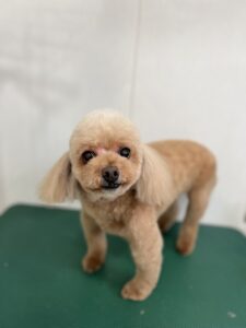 トリミング写真