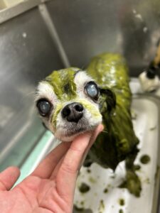 トリミング写真