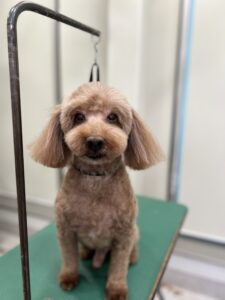 トリミング写真