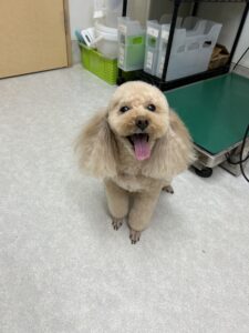トリミング写真
