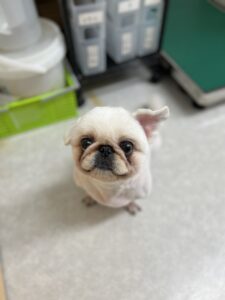 トリミング写真