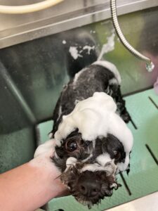 トリミング写真