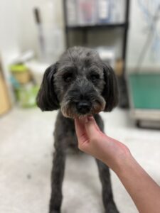 トリミング写真