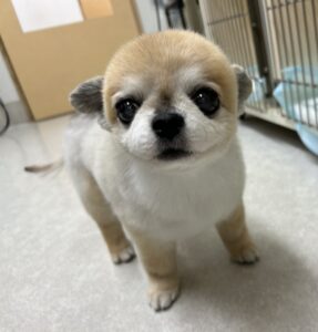 トリミング写真