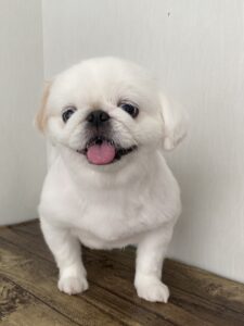 トリミング写真