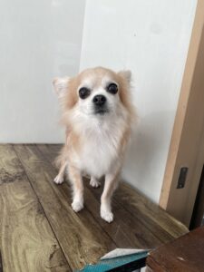 トリミング写真