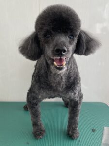 トリミング写真