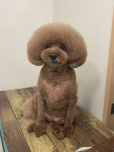 トリミング写真
