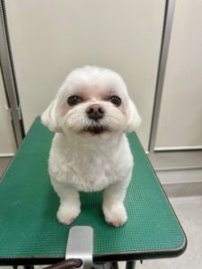 トリミング写真