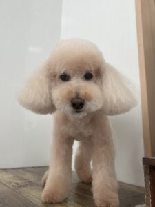 トリミング写真