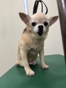 トリミング写真