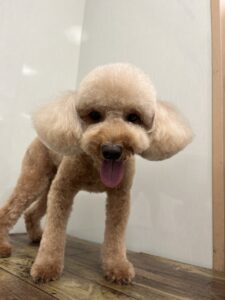 トリミング写真