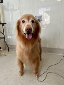 11月22日のわんこたちの写真