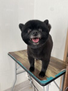11月23日のわんこたちの写真