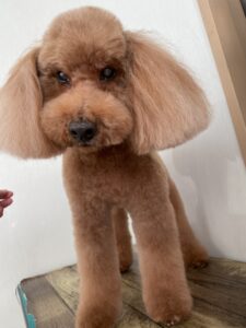 11月30日のわんこたちの写真