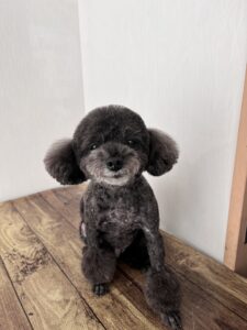 11月25日のわんこたちの写真