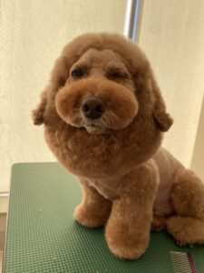 11月24日のわんこたちの写真