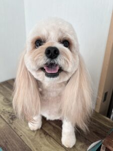 11月29日のわんこたちの写真