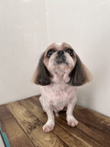 11月27日のわんこたちの写真