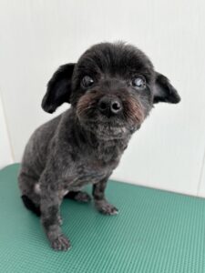 あずきちゃんのトリミング写真