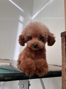 空音(くおん)ちゃんのトリミング写真