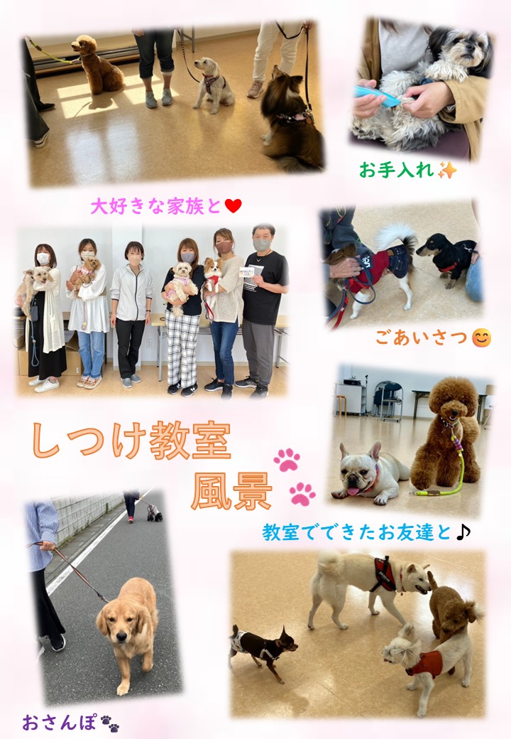 【しつけ教室】次回日程のご案内の画像