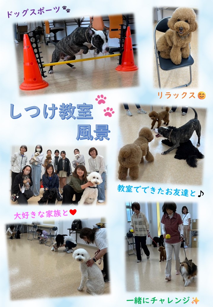 【しつけ教室】次回日程のご案内の画像