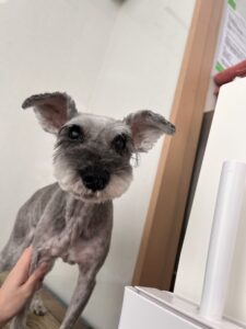 プリンちゃんのトリミング写真