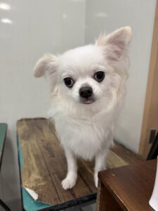 福(ふく)くんのトリミング写真