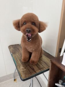 12月22日のわんこたちの写真