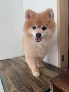 こじろーくんのトリミング写真