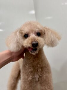 チャオくんのトリミング写真