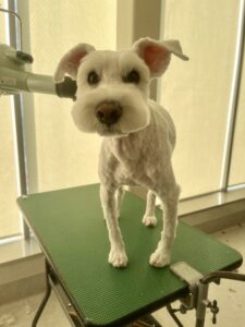 12月4日のわんこたちの写真
