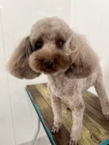 12月13日のわんこたちの写真