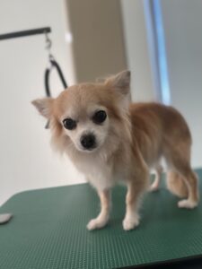 12月21日のわんこたちの写真