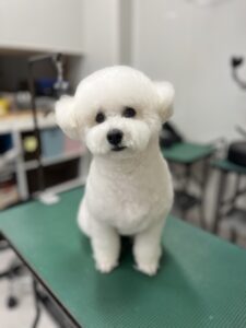 12月24日のわんこたちの写真