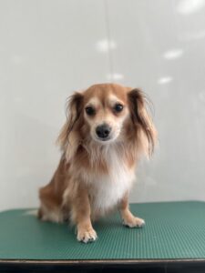 12月27日のわんこたちの写真