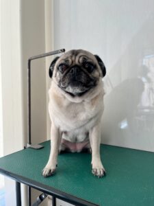 エマちゃんのトリミング写真