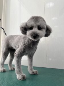 奏音(かのん)ちゃんのトリミング写真