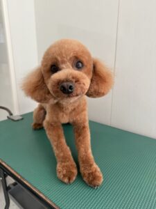 12月25日のわんこたちの写真