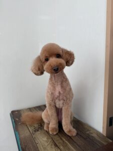 12月7日のわんこたちの写真