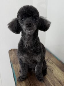 12月31日のわんこたちの写真