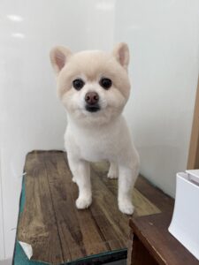 12月29日のわんこたちの写真